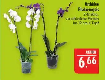 Marktkauf Orchidee phalaenopsis Angebot