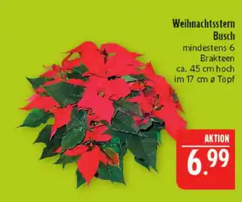 Marktkauf Weihnachtsstern busch Angebot