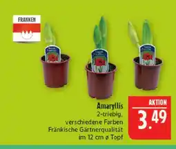 Marktkauf Franken amaryllis Angebot