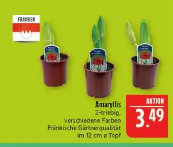 Marktkauf Franken amaryllis Angebot