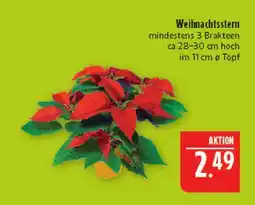 Marktkauf Weihnachtsstern Angebot