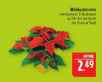 Marktkauf Weihnachtsstern Angebot