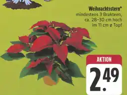 E-Center Weihnachtsstern Angebot