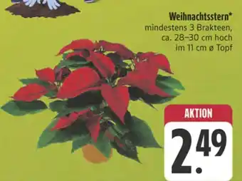 E-Center Weihnachtsstern Angebot