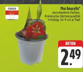 E-Center Franken mini amaryllis Angebot