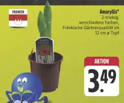 E-Center Franken amaryllis Angebot