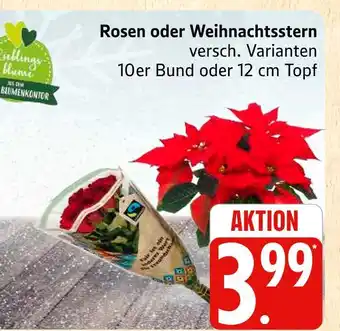 Marktkauf Rosen Angebot