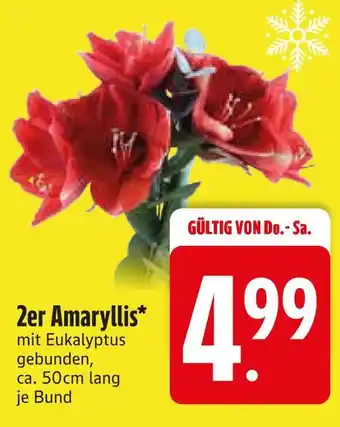 Edeka 2er amaryllis Angebot