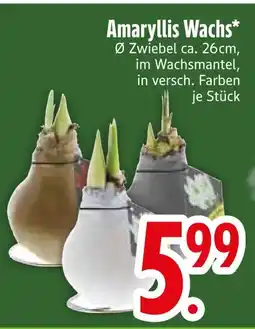 Edeka Amaryllis wachs Angebot