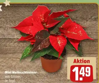 REWE Mini weihnachtsstern Angebot