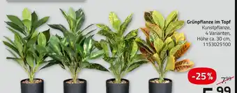ROLLER Grünpflanze im topf Angebot