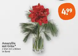 tegut Amaryllis mit grün Angebot
