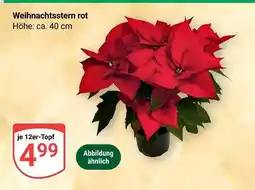 Globus Weihnachtsstern rot Angebot
