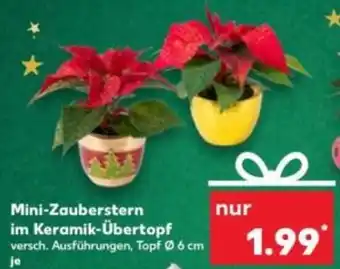 Kaufland Mini-Zauberstern im Keramik-Übertopf Angebot