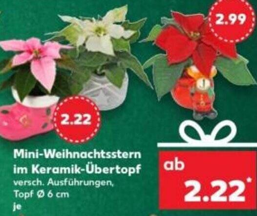 Mini-Weihnachtsstern Angebot bei Kaufland