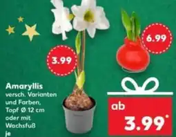 Kaufland Amaryllis Angebot