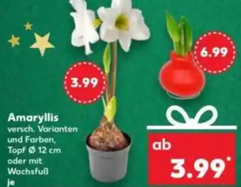 Kaufland Amaryllis Angebot
