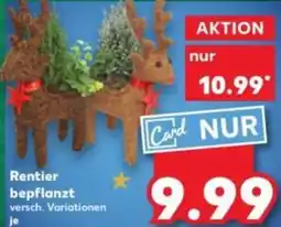 Kaufland Rentier bepflanzt Angebot