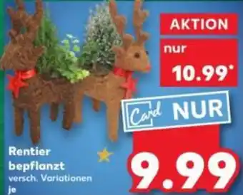 Kaufland Rentier bepflanzt Angebot