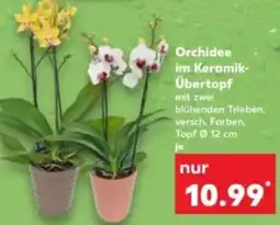 Kaufland Orchidee im Keramik- Übertopf Angebot