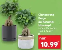 Kaufland Chinesische Feige im Keramik- Übertopf Angebot