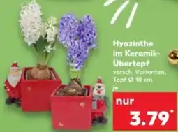 Kaufland Hyazinthe im Keramik- Übertopf Angebot