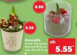 Kaufland Amaryllis Angebot