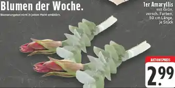 Edeka 1er Amaryllis Angebot