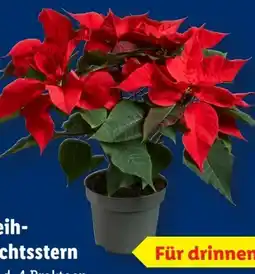 Lidl Weihnachtsstern Angebot