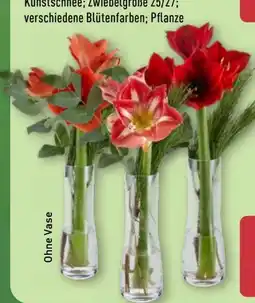 Aldi Nord Gardenline Amaryllis Angebot