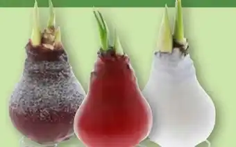 Aldi Nord Gardenline Amaryllis gewachst Angebot