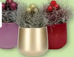 Aldi Nord Gardenline Stacheldraht in Keramik Angebot