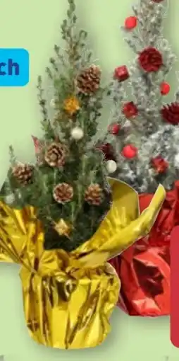 Aldi Nord Gardenline Zuckerhutfichte Angebot