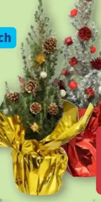 Aldi Nord Gardenline Zuckerhutfichte Angebot