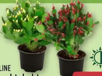 Aldi Nord Gardenline Weihnachtskaktus Angebot