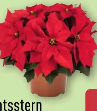 Aldi Nord Gardenline Weihnachtsstern Angebot