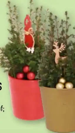 Aldi Nord Gardenline Chamaecyparis Angebot