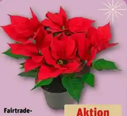 REWE Fairtrade-Weihnachtssterne Angebot