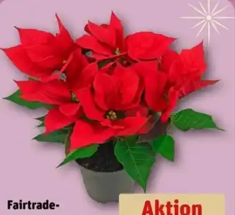 REWE Fairtrade-Weihnachtssterne Angebot