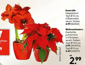 Hellweg Amaryllis Angebot