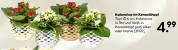 Hellweg Kalanchoe im keramiktopf Angebot