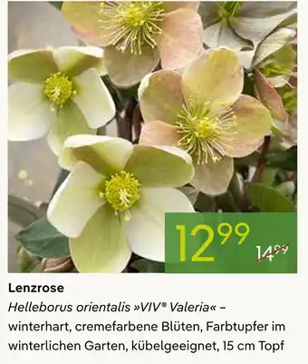 Pflanzen Kölle Helleborus orientalis viv valeria Angebot