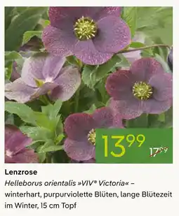 Pflanzen Kölle Lenzrose Angebot