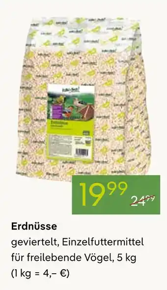 Pflanzen Kölle Erdnüsse Angebot