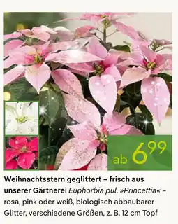 Pflanzen Kölle Weihnachtsstern geglittert Angebot