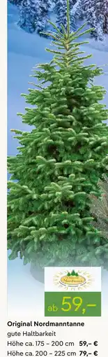 Pflanzen Kölle Original nordmanntanne Angebot
