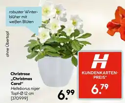 Hellweg Christrose christmas carol Angebot
