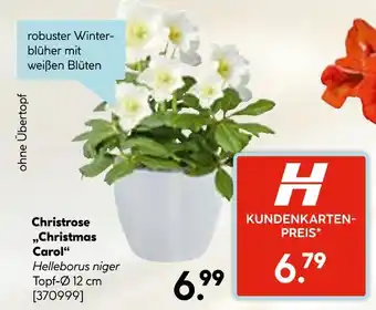 Hellweg Christrose christmas carol Angebot