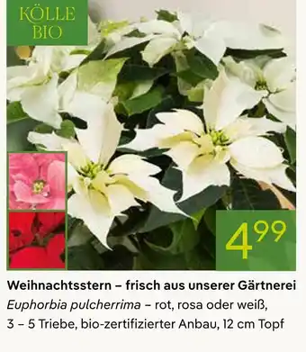 Pflanzen Kölle Kölle bio weihnachtsstern Angebot
