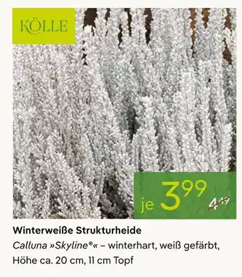 Pflanzen Kölle Kölle winterweiße strukturheide Angebot